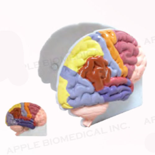 Modello anatomico di cervello - A028 - Apple Biomedical - per neurologia / ad uso didattico / portatile