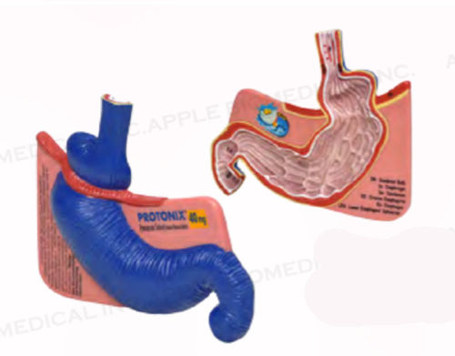 Modello anatomico di stomaco - A350 - Apple Biomedical - di duodeno / di esofago / per gastroenterologia