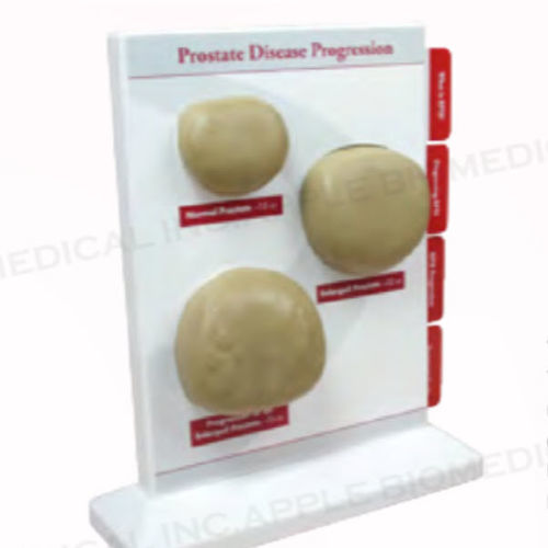 Modello anatomico di prostata - A548 - Apple Biomedical - per chirurgia / ad uso didattico / maschile