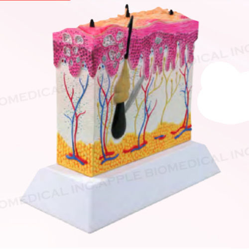 Modello anatomico di pelle - A560 - Apple Biomedical - ad uso didattico / oncologico