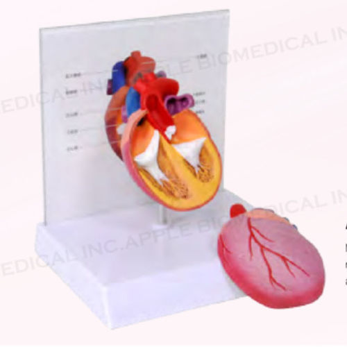 Modello anatomico canino - A633 - Apple Biomedical - di cuore / di sistema ventricolare / veterinario