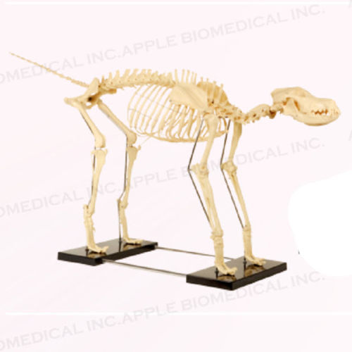 Modello anatomico di scheletro - A649 - Apple Biomedical - veterinario / ad uso didattico / di adulto