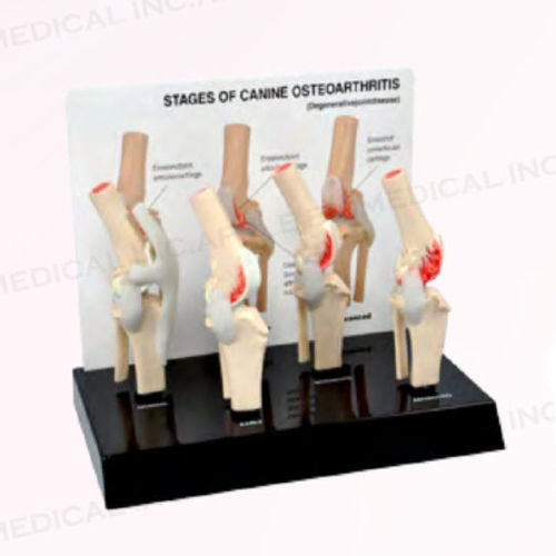 Modello anatomico canino - A551-B11 - Apple Biomedical - di articolazione / per ginocchio / di rotula