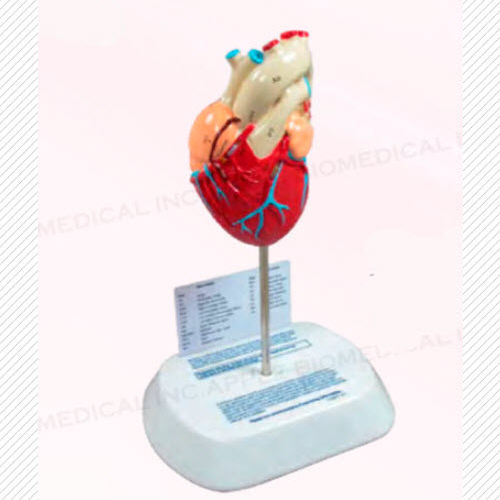 Modello anatomico di cuore - A420 - Apple Biomedical - di valvola aortica / di valvola mitrale / di valvola tricuspide