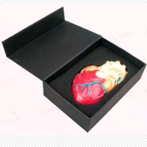 Modello anatomico di cuore - A420-1 - Apple Biomedical - di valvola aortica / di valvola mitrale / di valvola tricuspide