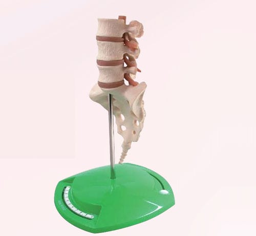 Modello anatomico di rachide - A353-2 - Apple Biomedical - di nervo / ad uso didattico / beige