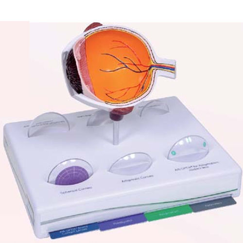Modello anatomico di occhio - A614  - Apple Biomedical - per cure oftalmiche / di dimostrazione / di glaucoma