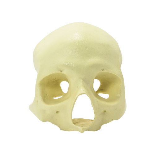 Modello anatomico di cranio - 9014  - Nacional Ossos - per implantologia / ad uso didattico / per craniotomia