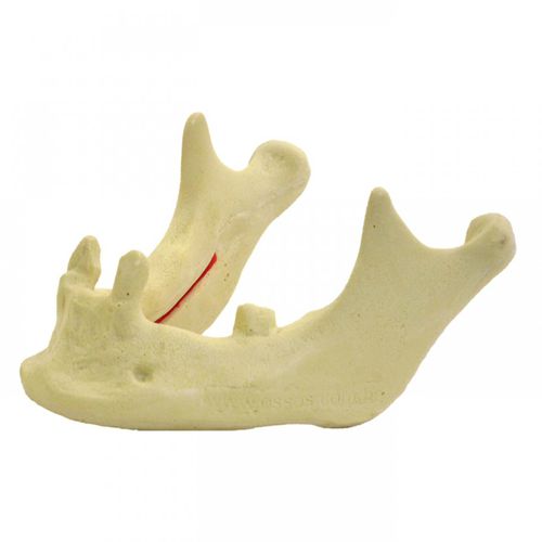 Modello anatomico osseo - 4009  - Nacional Ossos - di mandibola / di mandibola / per implantologia