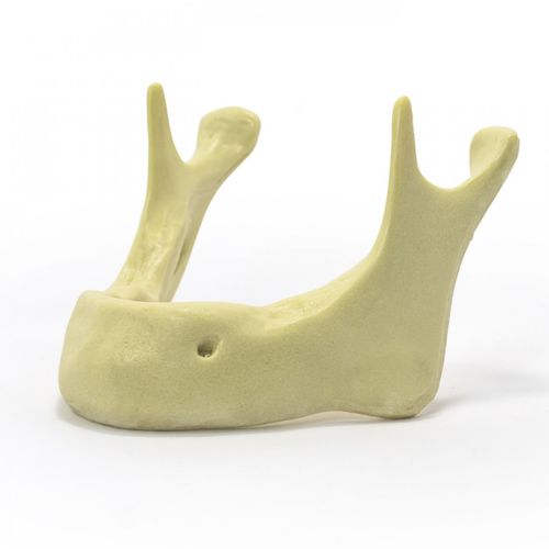Modello anatomico osseo - 4010  - Nacional Ossos - di mandibola / di mandibola / per implantologia