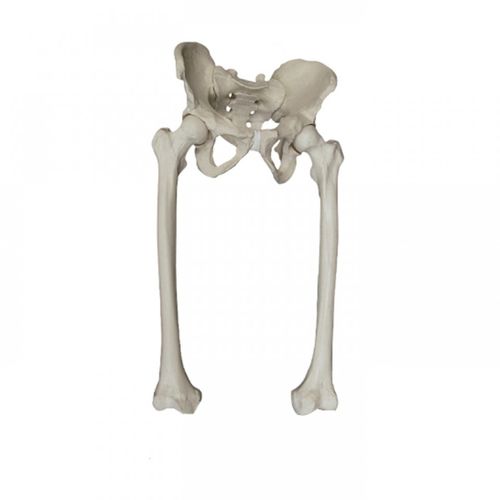 Modello anatomico di anca - 2042  - Nacional Ossos - di scheletro / di bacino / di osso sacro