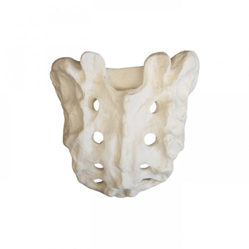 Modello anatomico osseo - 2034  - Nacional Ossos - di osso sacro / per chirurgia ortopedica / per implantologia
