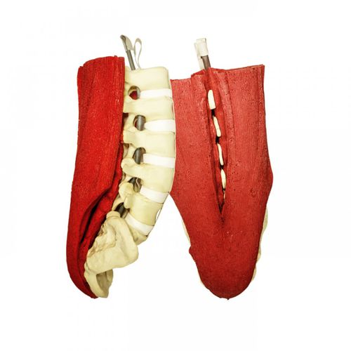 Modello anatomico lombo-sacrale - 5012M  - Nacional Ossos - di muscoli del rachide / di osso sacro / per chirurgia ortopedica