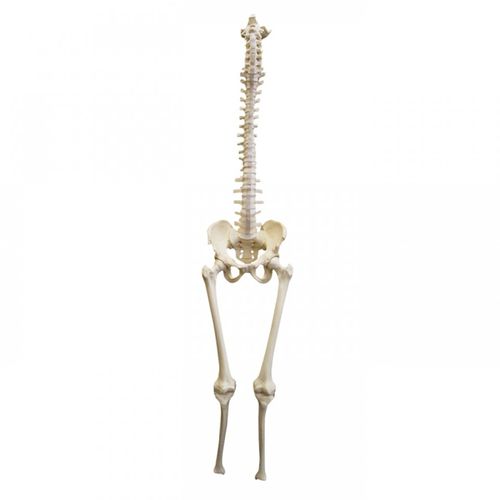 Modello anatomico di bacino - 5008  - Nacional Ossos - di colonna vertebrale / di tibia / di femore