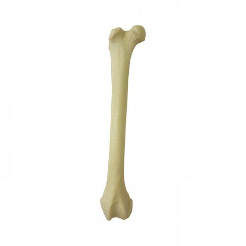 Modello anatomico osseo - AV150 D - Nacional Ossos - di femore / ad uso didattico / di felino
