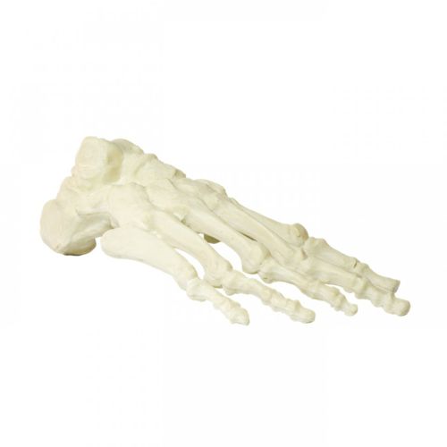 Modello anatomico osseo - 1005  - Nacional Ossos - di piede / per chirurgia / ad uso didattico