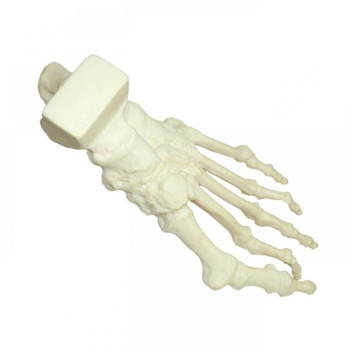 Modello anatomico osseo - 1006-01 - Nacional Ossos - di piede / ad uso didattico