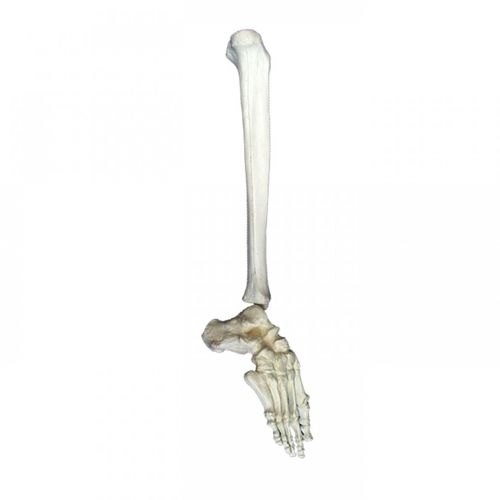 Modello anatomico di tibia - 1005D  - Nacional Ossos - di piede / ad uso didattico