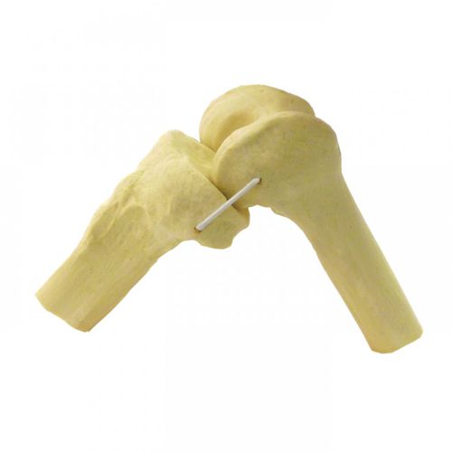 Modello anatomico osseo - 2040ERL - Nacional Ossos - per ginocchio / per chirurgia ortopedica / ad uso didattico