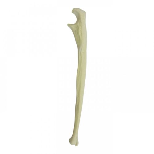 Modello anatomico osseo - 3020  - Nacional Ossos - di cubito / per chirurgia ortopedica / ad uso didattico
