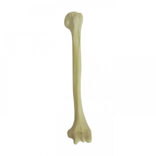 Modello anatomico osseo - 3022BESP  - Nacional Ossos - di omero / ad uso didattico