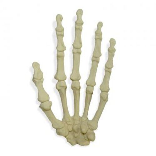 Modello anatomico osseo - 1001  - Nacional Ossos - di mano / ad uso didattico