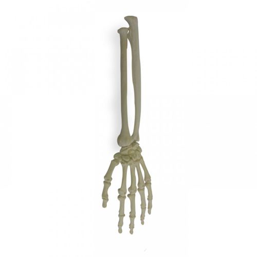 Modello anatomico osseo - 2012  - Nacional Ossos - di radio / di cubito / di mano
