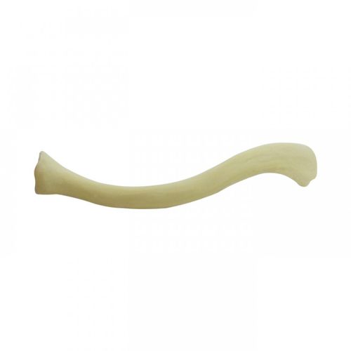 Modello anatomico osseo - 3023  - Nacional Ossos - di clavicola / per chirurgia ortopedica / ad uso didattico
