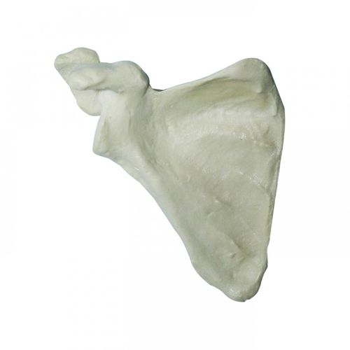 Modello anatomico osseo - 3014  - Nacional Ossos - di scapola / per chirurgia ortopedica / ad uso didattico