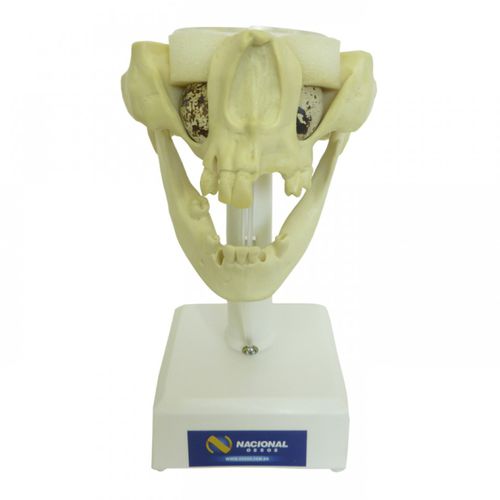 Modello anatomico osseo - 4022  - Nacional Ossos - di mandibola / di mascella / di seno nasale