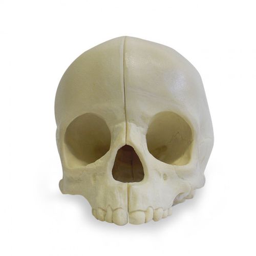 Modello anatomico di cranio - 9015 - Nacional Ossos - ad uso didattico / di bambino