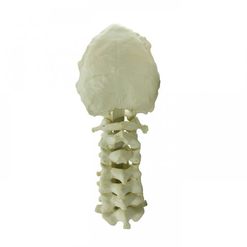Modello anatomico colonna vertebrale cervicale - 5002  - Nacional Ossos - ad uso didattico