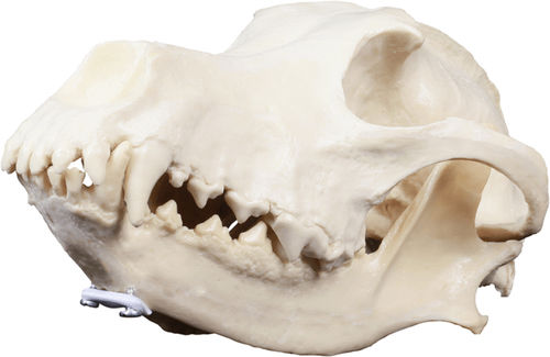 Modello anatomico di cranio - AV101  - Nacional Ossos - da veterinario / ad uso didattico / canino