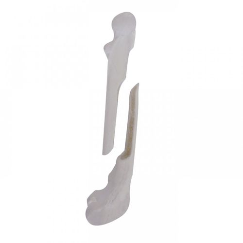 Modello anatomico di femore - AV250ESPF1 - Nacional Ossos - per chirurgia / didattico / canino
