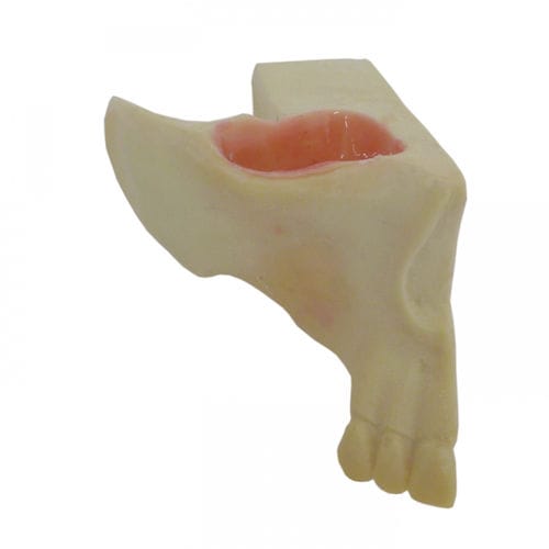 Modello anatomico osseo - 4055-BA - Nacional Ossos - di mascella / di seno nasale / per chirurgia odontoiatrica