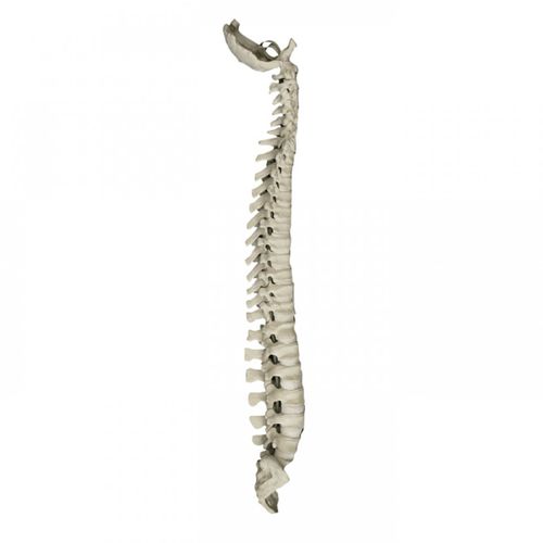 Modello anatomico di colonna vertebrale - 5005 - Nacional Ossos - per chirurgia del rachide / didattico / flessibile