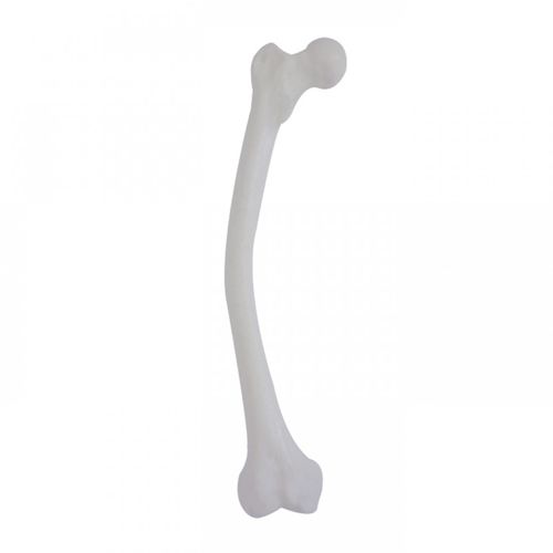 Modello anatomico osseo - 2030D2P-MAVR - Nacional Ossos - di femore / per chirurgia ortopedica / ad uso didattico