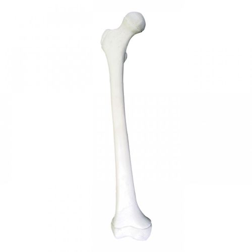 Modello anatomico osseo - 1013 - Nacional Ossos - di femore / per chirurgia / ad uso didattico