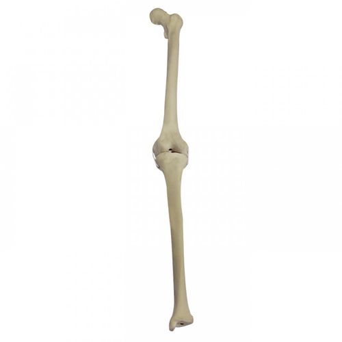 Modello anatomico osseo - 2040BEESP - Nacional Ossos - per ginocchio / di tibia / di femore
