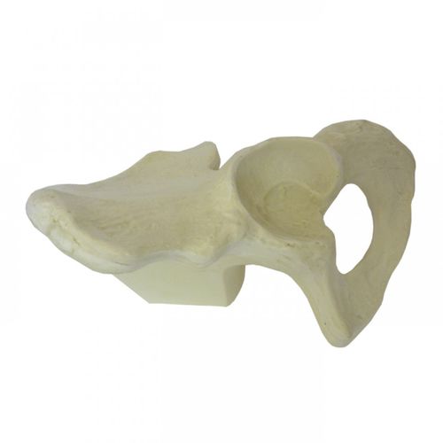 Modello anatomico osseo - 2024 - Nacional Ossos - di bacino / ad uso didattico