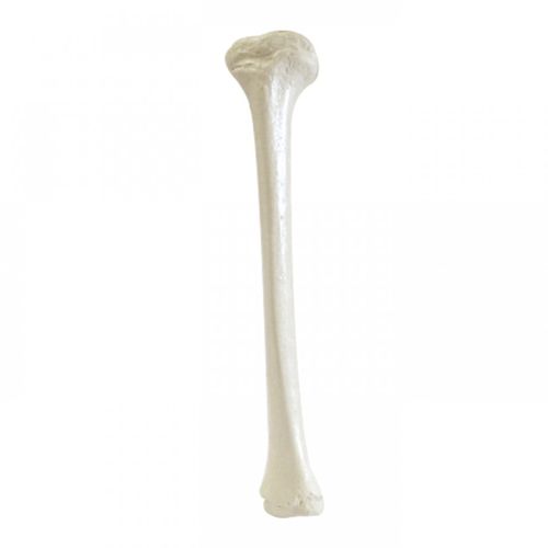 Modello anatomico osseo - 1015 - Nacional Ossos - di tibia / per chirurgia ortopedica / didattico
