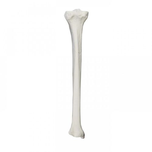 Modello anatomico osseo - 2026BESP - Nacional Ossos - di tibia / per chirurgia ortopedica / ad uso didattico