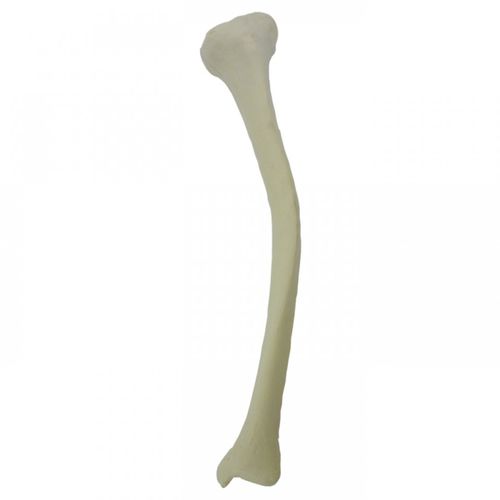 Modello anatomico osseo - 2026DMVR - Nacional Ossos - di tibia / per chirurgia ortopedica / ad uso didattico