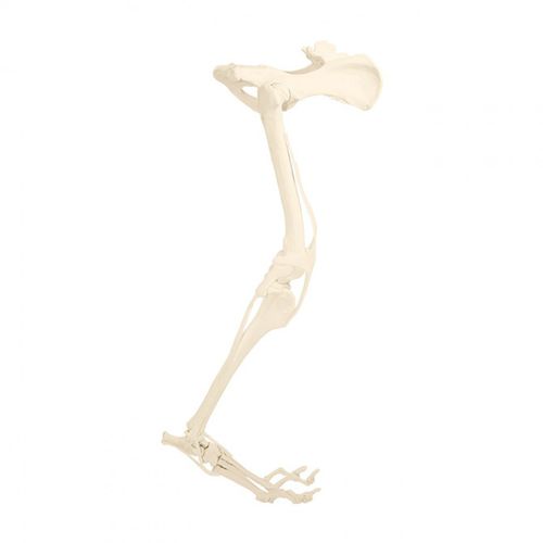 Modello anatomico di bacino - AV615ESP - Nacional Ossos - di gamba / per chirurgia / didattico