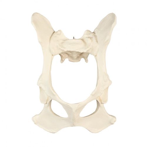 Modello anatomico di bacino - AV400 - Nacional Ossos - didattico / canino
