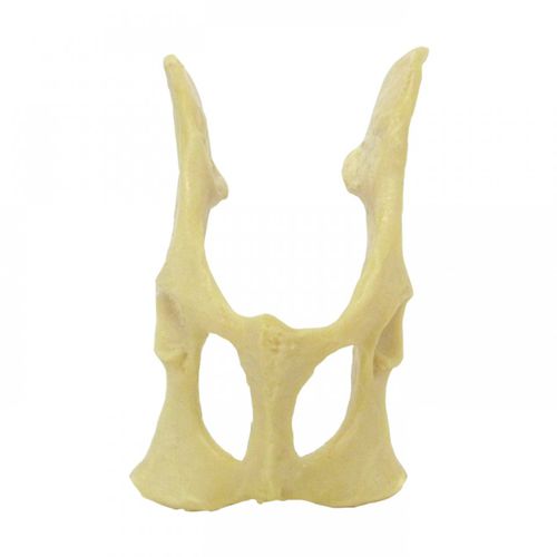 Modello anatomico di bacino - AV160 - Nacional Ossos - per chirurgia / didattico / di felino