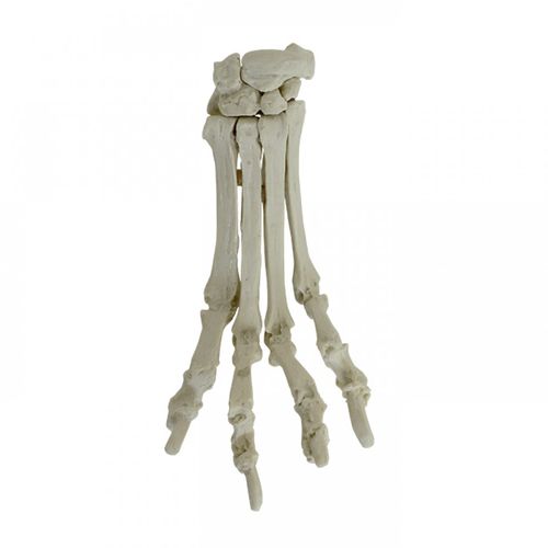 Modello anatomico per metacarpo - AV330 - Nacional Ossos - per chirurgia / didattico / canino