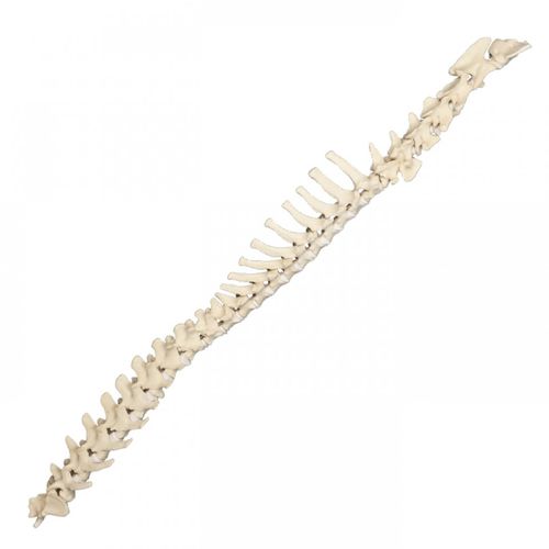 Modello anatomico di colonna vertebrale - AV419 - Nacional Ossos - per chirurgia / didattico / canino