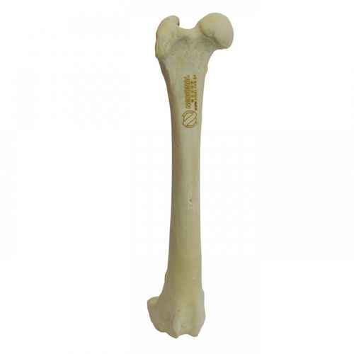 Modello anatomico di femore - AV202 D - Nacional Ossos - didattico / canino