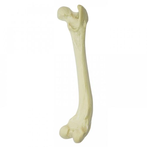 Modello anatomico di femore - AV204 D - Nacional Ossos - per chirurgia / didattico / canino
